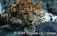 Дальневосточный леопард может пострадать от деятельности Газпрома