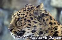 Газпром ставит под угрозу сохранение дальневосточных леопардов