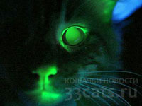 Американские ученые вывели кошку, которая светится в темноте