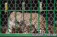 Преднеазиатские леопарды, выпущенные в вольеры Владимиром Путиным, немного освоились