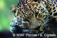 дальневосточнй леопард на Земле леопарда