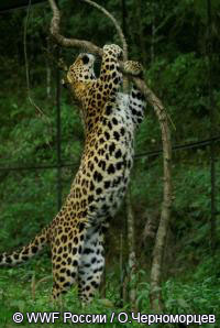 переднеазиатский леопард