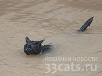 Плавающая кошка - член плавательного клуба