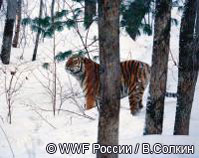 Заказник "Таежный" - место обитания амурского тигра атакуют лесозаготовители