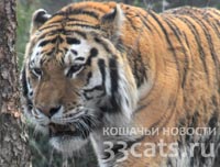 11 амурских тигров умерли от голода в китайском зоопарке