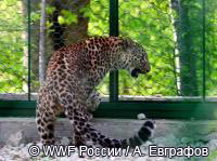 Владимир Путин выпустил из клетки в вольер Сочинского национального парка одну из двух самок леопарда