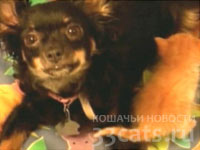 Собака чухуахуа усыновила трех котят, оставшихся без матери