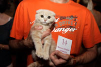 Один из победителей кастинга в театре музкомедии котенок Кристиан, 3 месяца.