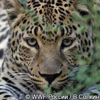 Дальневосточный леопард - редчайшая дикая кошка планеты