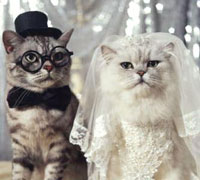 Свадебные церемонии для кошек и собак