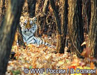 Браконьеры понесут наказание за незаконную охоту на амурского тигра