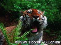 Каждый участник экспедиции поставит свою фотоловушку, чтобы запечатлеть на фотопленку «своего» амурского тигра.