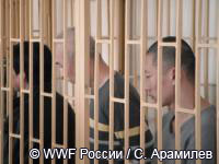 Китайские контрабандисты будут отбывать срок в России за убийство краснокнижных животных