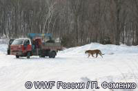тигр преследует грузовик с сотрудниками охотнадзора