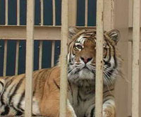 Клетка с тигром в Екатеринбурге. Фото предоставлено пресс-службой областной прокуратуры.