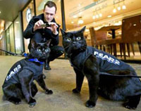 Берегите черных кошек во время Хэллоуина