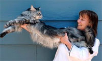 Самый длинный в мире кот (мейн кун)