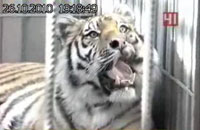 Тигр Жора уезжает из челябинска в Хабаровск