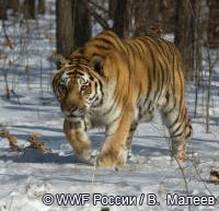 Территория создающегося заказника «Среднеуссурийский» является единственным коридором для перехода амурского тигра из России на хребет Вандашань в Китае