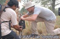  Леонардо Ди Каприо устанавливает фотоловушку для учета тигра в национальном парке в Непале