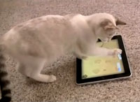 Видео игра для кошек - приложение iPad