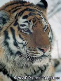 новый документальный фильм «Амурский тигр в третьем тысячелетии»