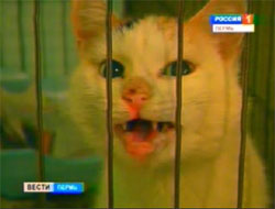 Зоозащитники хотят создать службу спасения животных в Перми.