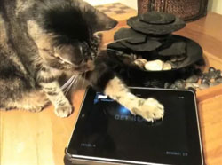 Новые ipad игры для кошек от Friskies