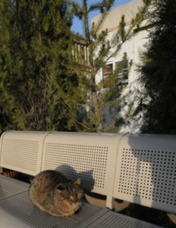 Одна из бездомных кошек в американском посольстве в Кабуле, Афганистан