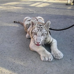 Белый тигренок из Екатеринбургского зоопарка