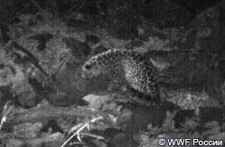 Фото нового дальневосточного леопарда, полученные фотоловушкой в заповеднике «Кедровая Падь»
