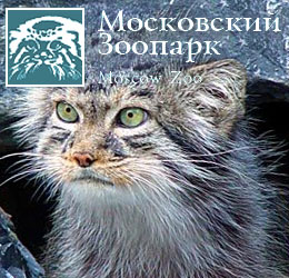Манулы появятся в московском зоопарке