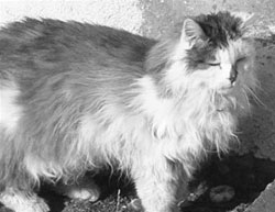 Самый старый кот Швейцарии усыплен ветеринаром по ошибке