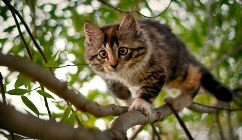снимали кошку с дерева
