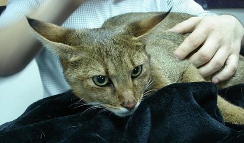 Чаузи - смесь дикого камышового кота и абиссинской кошки