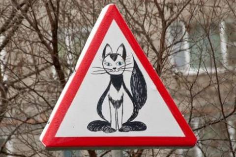 дорожный знак с котом