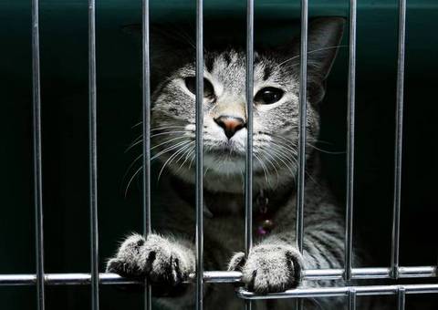 кошки в тюрьме