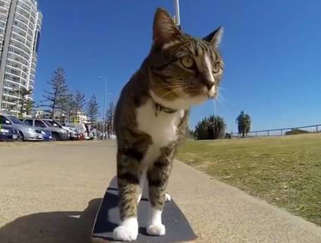 кошка на скейтборде