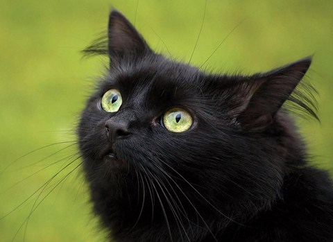 Стоковые фотографии по запросу Черный котенок
