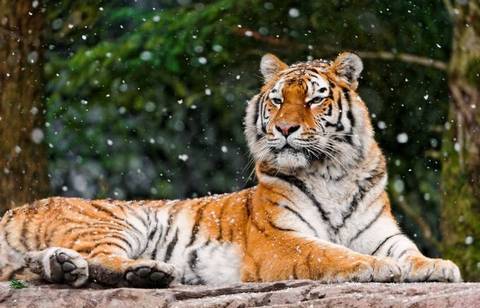 Российские ученые подсчитали амурских тигров и дальневосточных леопардов