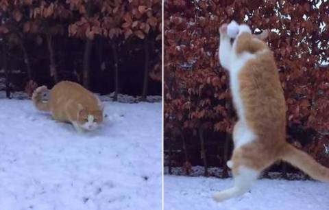 кот ловит снежки