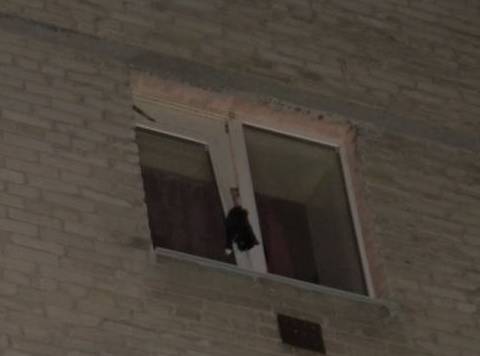 кот застрял в окне
