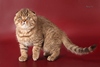 DUKE'S PRIDE - питомник кошек породы Скоттиш фолд и Скоттиш страйт