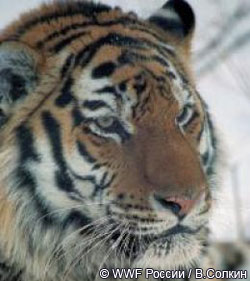 Что сделано для спасиения тигра за год Тигра