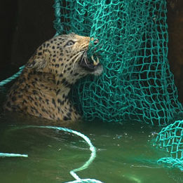 Спасение дикого леопарда из воды (фоторепортаж)