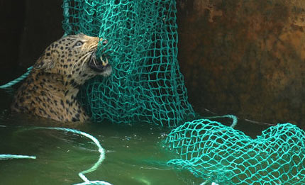 леопард упал в резервуар с водой