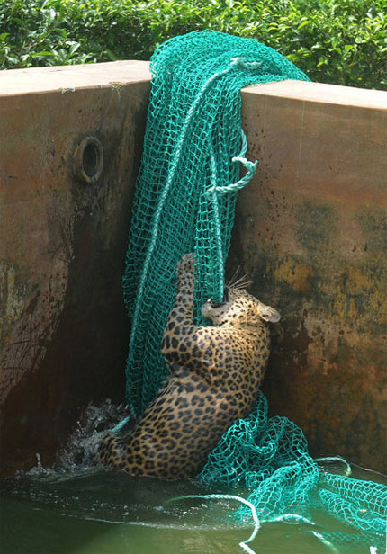 леопард упал в резервуар с водой