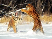 Что для сохранения амурского тигра в России