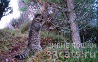 Хайлендский тигр - дикая кошка Шотландии