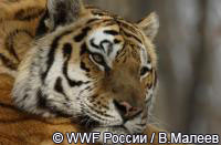 Итоги мониторинга амурского тигра 2010